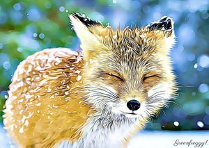  Foxes Closeup Beautiful Snow Cute