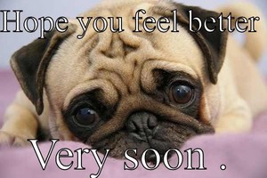  Get Well Soon Cute Pug Card