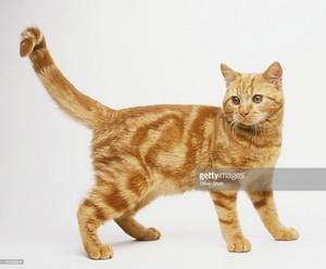  Ginger Tabby Cat