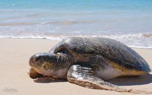  Green Sea schildpad