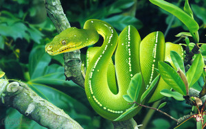  Green дерево Snake