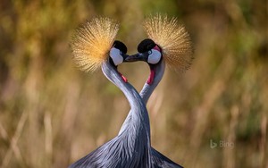  Grey Crowned derek, crane