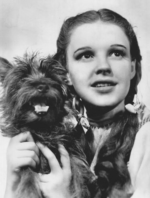  Judy Garland as Dorothy and Terry as Toto