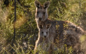  kangoeroe mum and joey