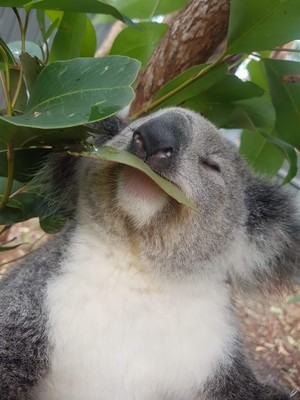  Koala eating