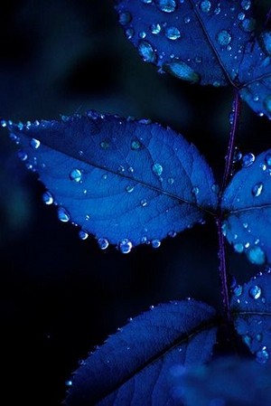 Midnight Blue Leaves