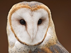  खलिहान Owl