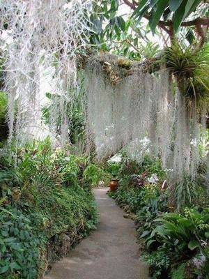  Rainforest Garden