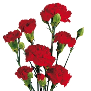 Red Carnations for IWD, Labour Day, or May Day