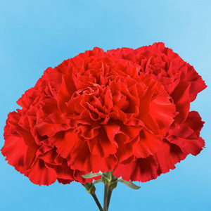  Single Red Carnation for IWD, Labour Day, o May día