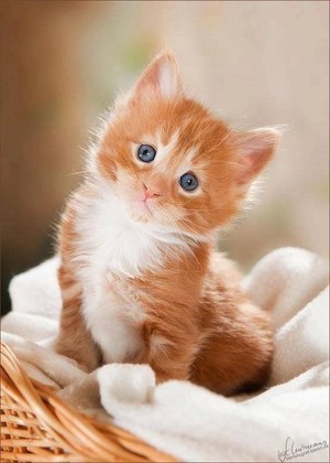  beautiful kitten for my cutie Mira/ᐠ｡ꞈ｡ᐟ✿\
