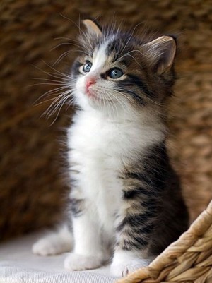  beautiful kitten/ᐠ｡ꞈ｡ᐟ✿\