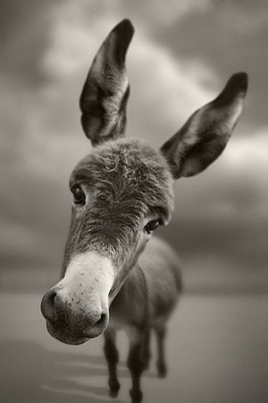  cute donkey