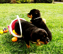  easter puppies