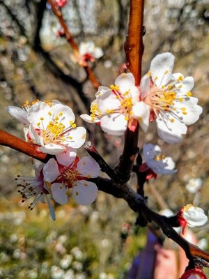  spring vibes🌹💖🌸