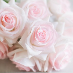  Beautiful mga rosas