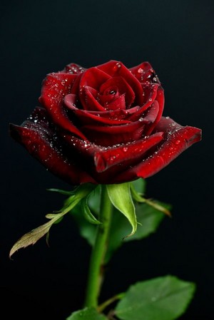  Beautiful गुलाब