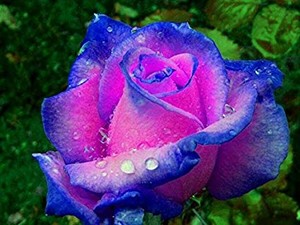  Beautiful गुलाब