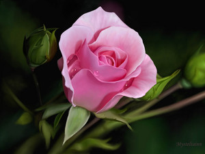  Beautiful rose