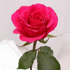  Beautiful rose