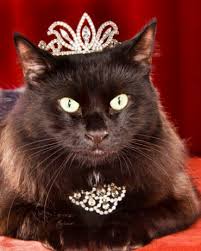Cat Wearing A Tiara And Diamond Necklace