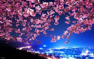  ceri, cherry Blossoms ~