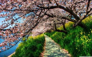 Cherry Blossoms ~