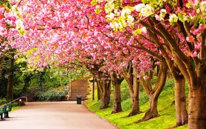  вишня Blossoms ~