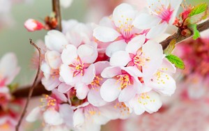  ceri, cherry Blossoms ~
