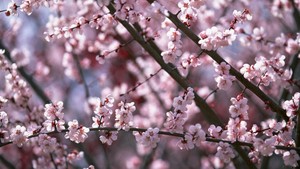  вишня Blossoms ~