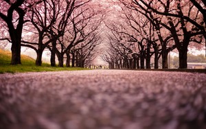 Cherry Blossoms ~