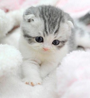  Cute Cat