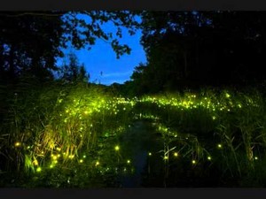  Fireflies