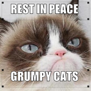  GRUMPY CATS THE LAST MEME