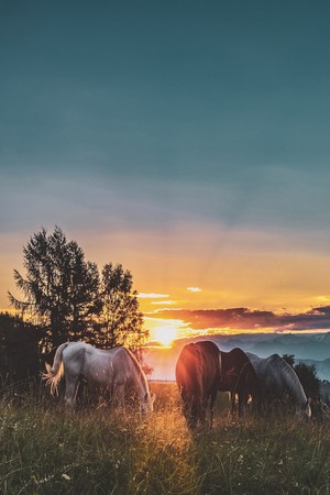  马 at Sunset