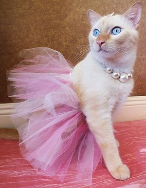 Kitty Fashionista