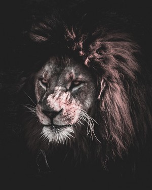  Lion's Portrait