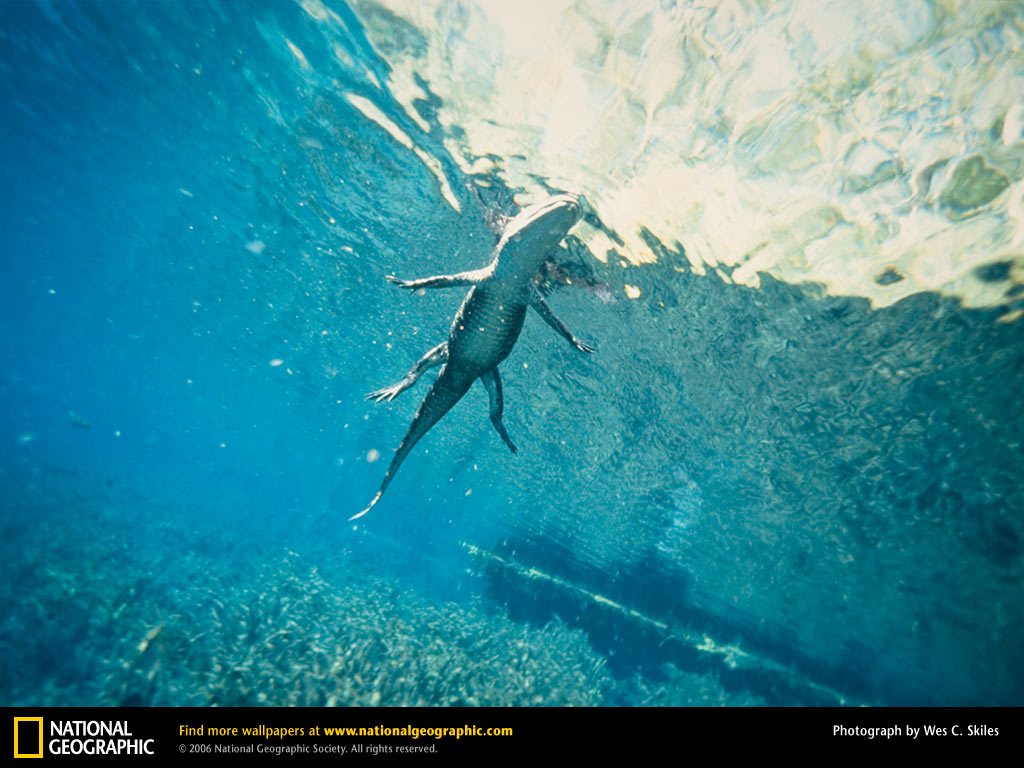 National Geographic - National Geographic Wallpaper (42809875) - Fanpop