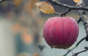  Rain on सेब