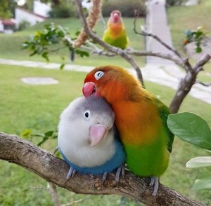 Real Love Birds! 💕💕