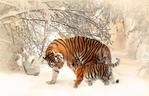  老虎 in the Snow