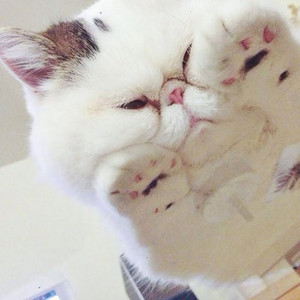  cute 猫