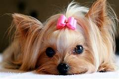  cute chiots with bows