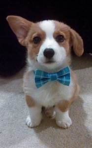  cute 子犬 with bows