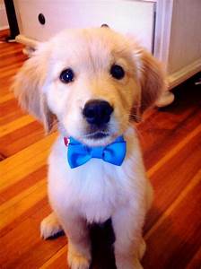  cute puppies with bows