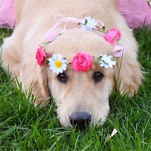  cute chiots with fleurs