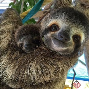  Adorable Sloth 💛