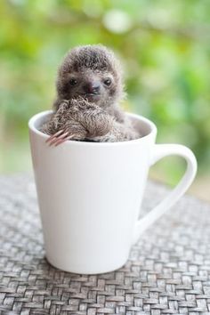  Adorable Sloth 💛