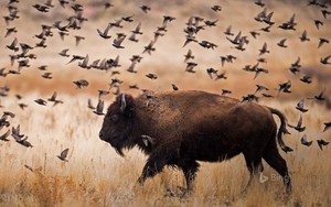  American bisonte