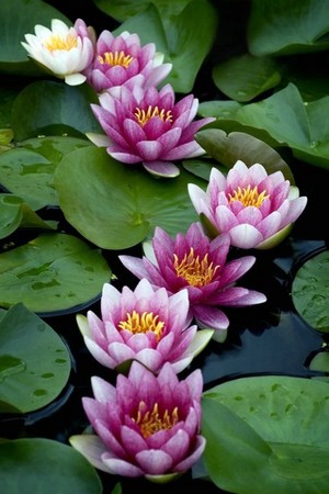  Beautiful Water Lilies